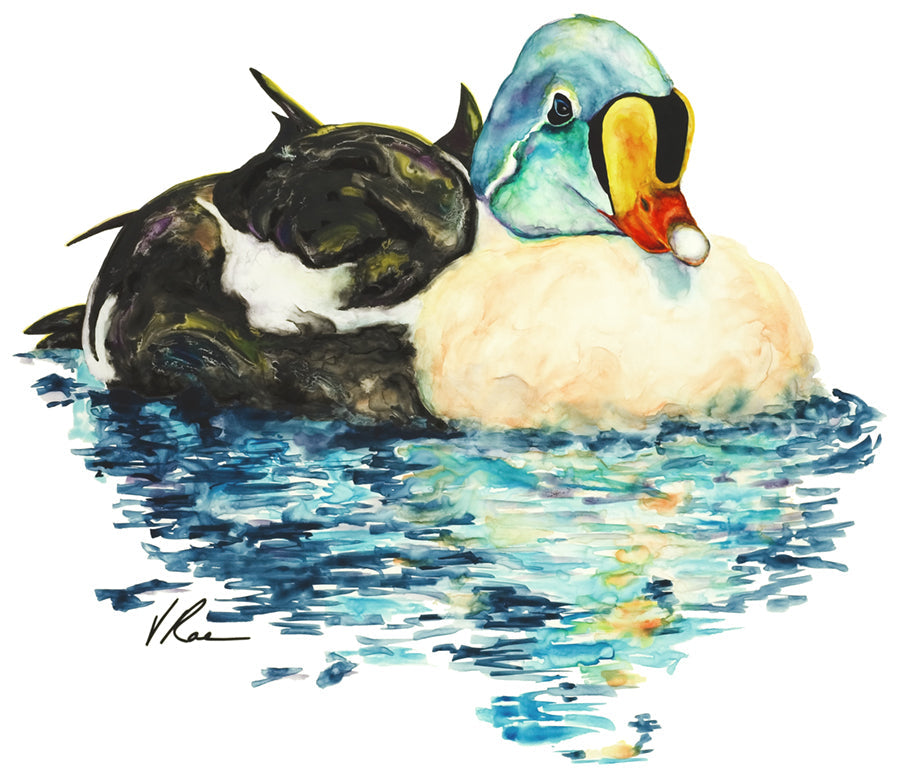 EIDER REFLECTION – V Rae Art